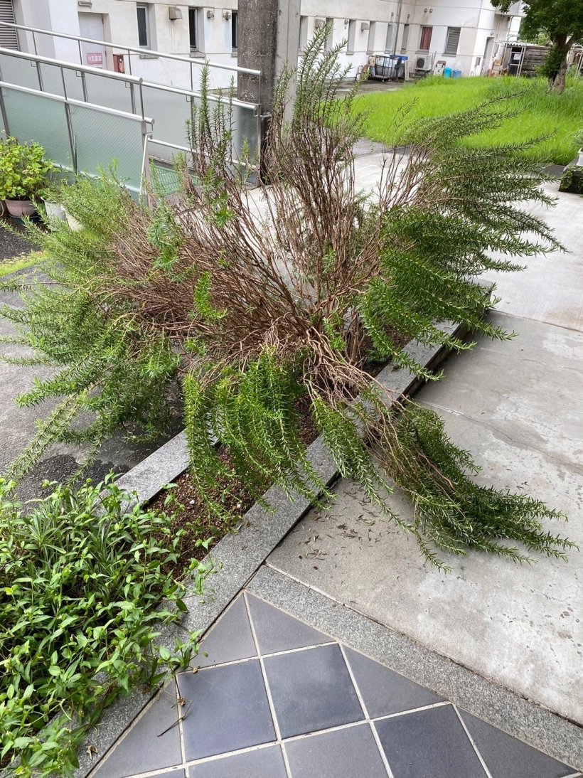 生えたローズマリー