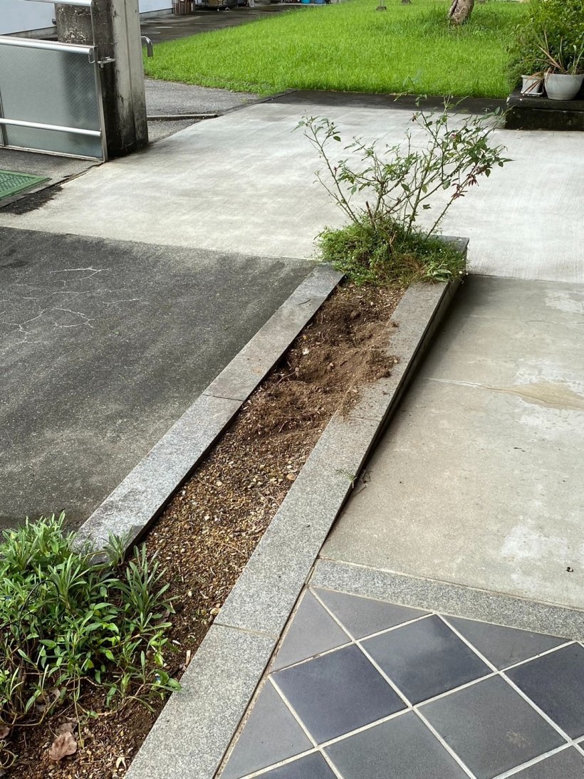 抜いたローズマリー