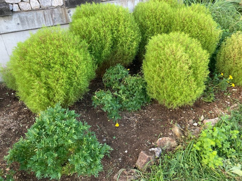 草を引いた花壇