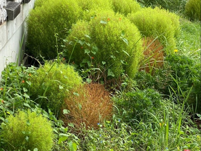 草がいっぱいの花壇