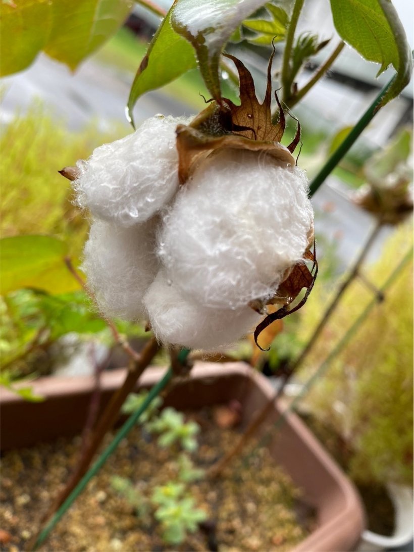 開花した綿の花