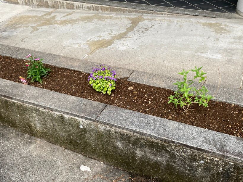 花壇に植えられた植物
