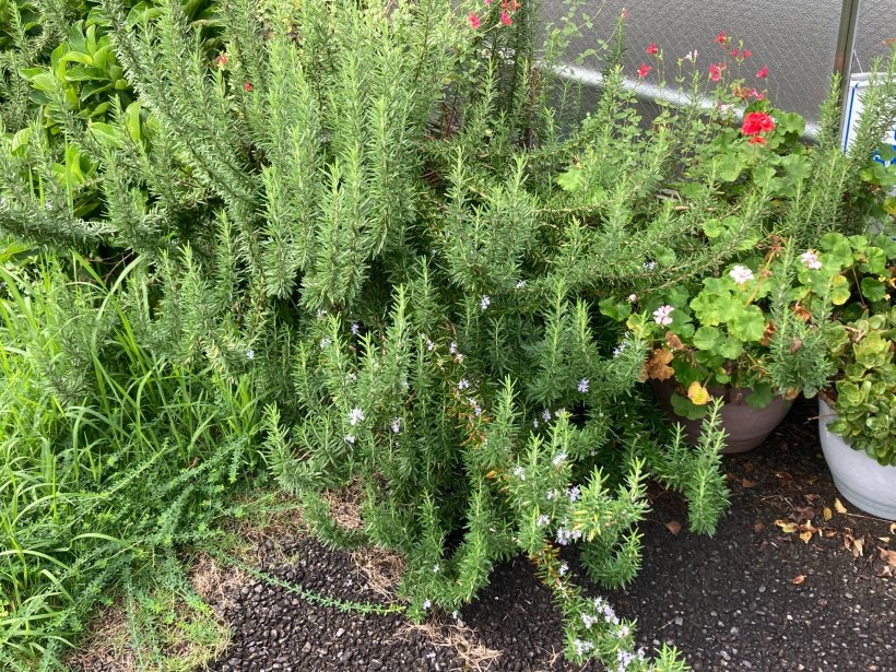 ローズマリーの花