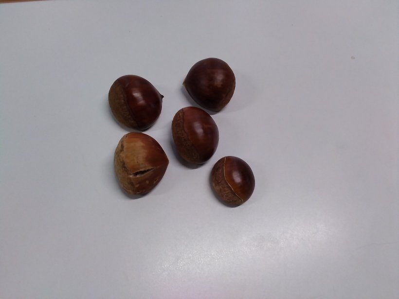 ５つの栗