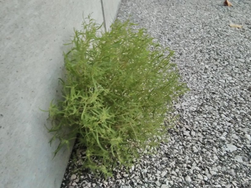 壁際に生えたコキア横から