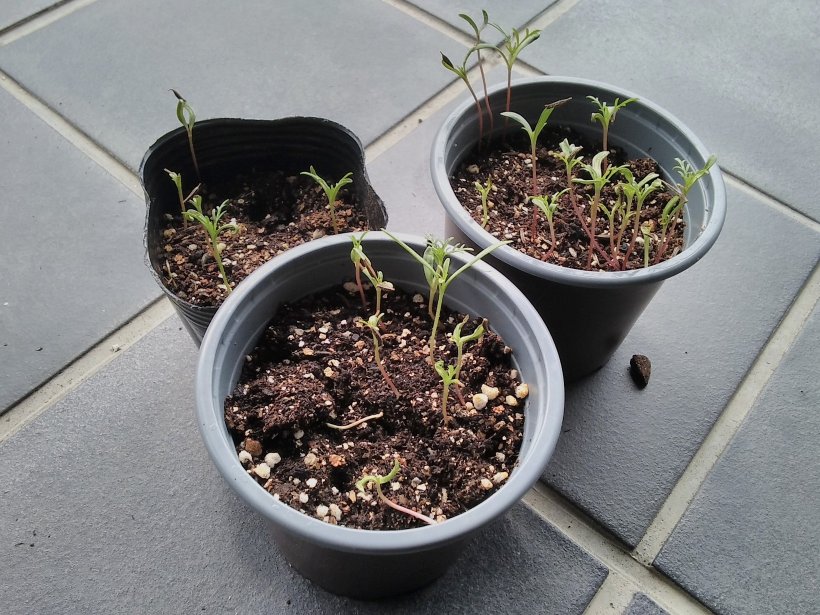 ポットから出たコスモスの芽