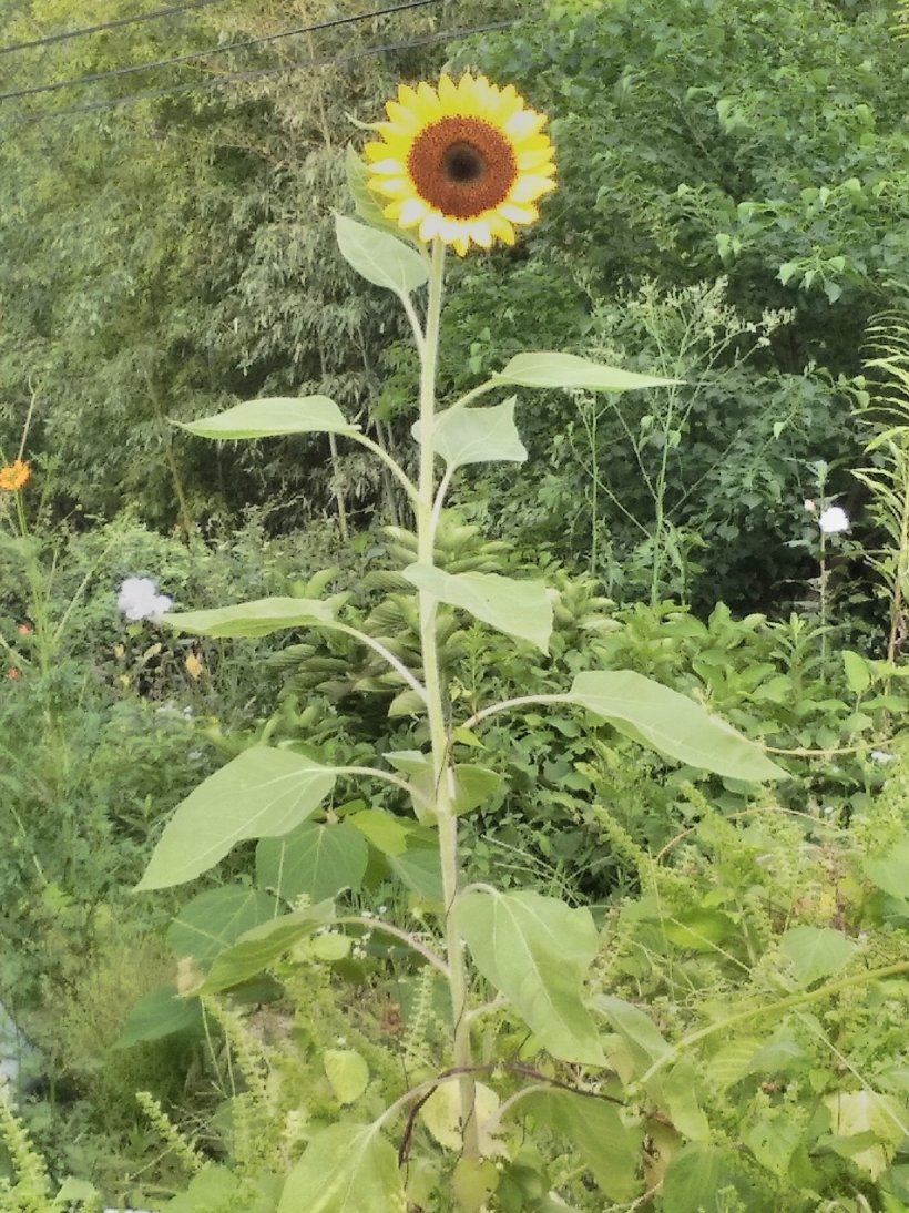 1輪の大きなひまわり