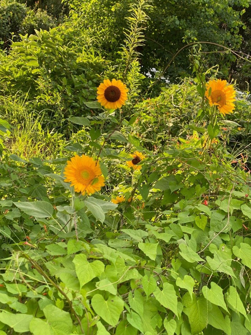 草の中の向日葵