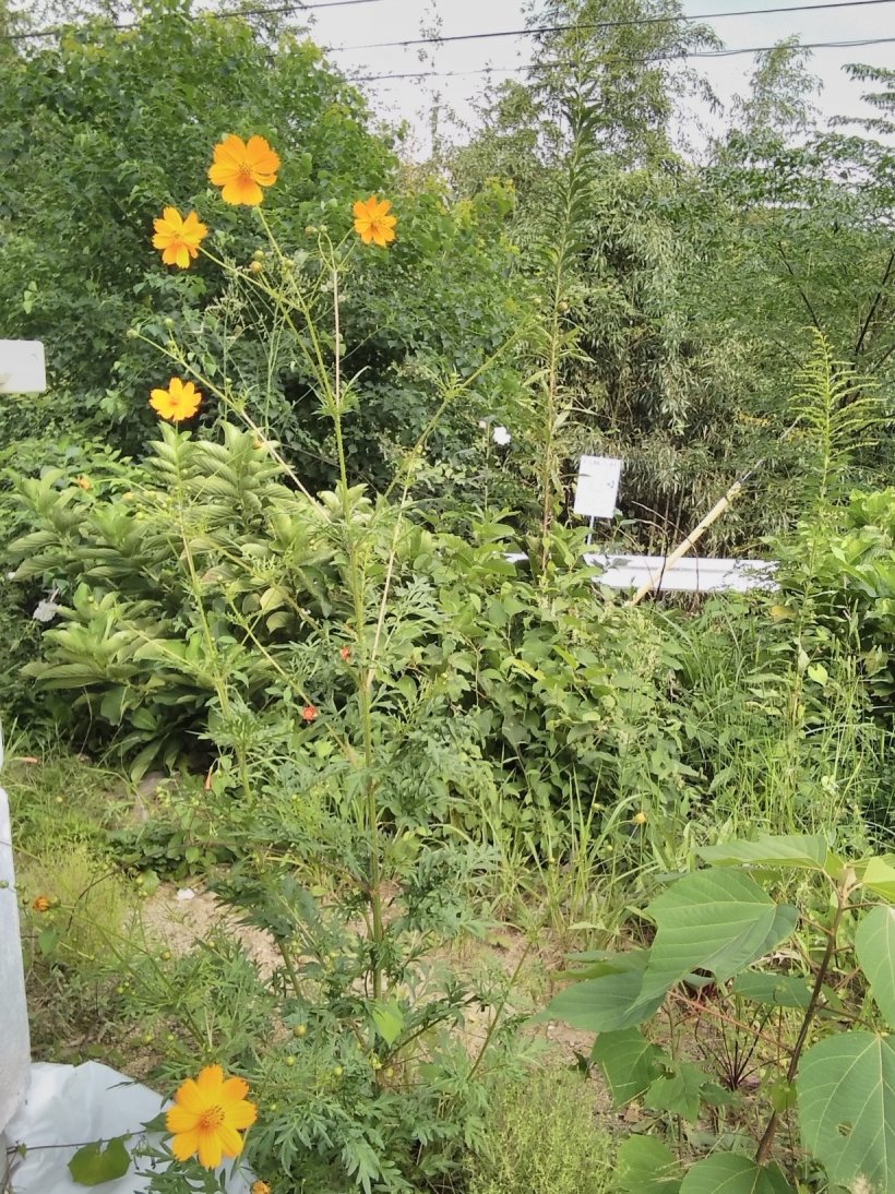 大きなオレンジのコスモス