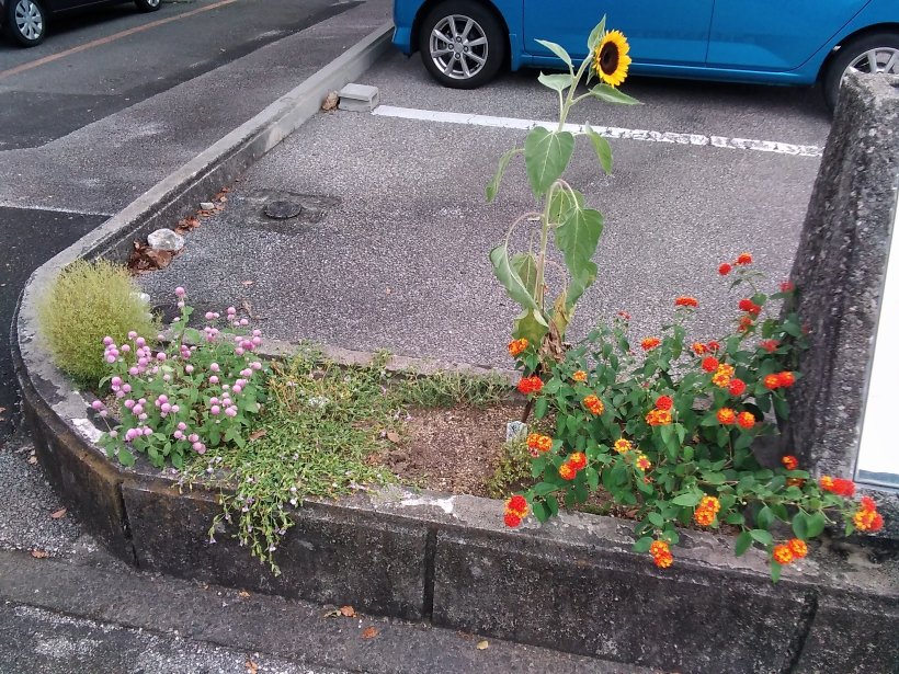 入り口前の花壇