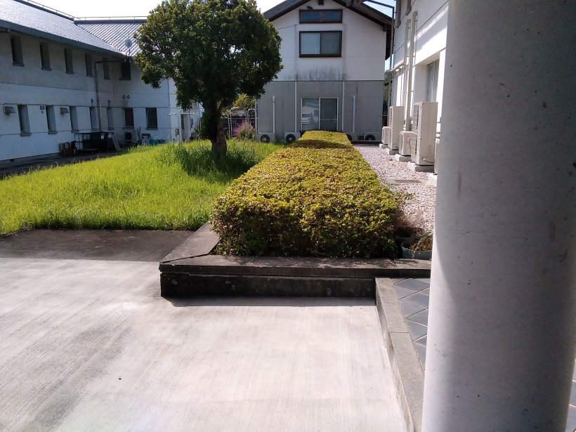 綺麗になったさつき。