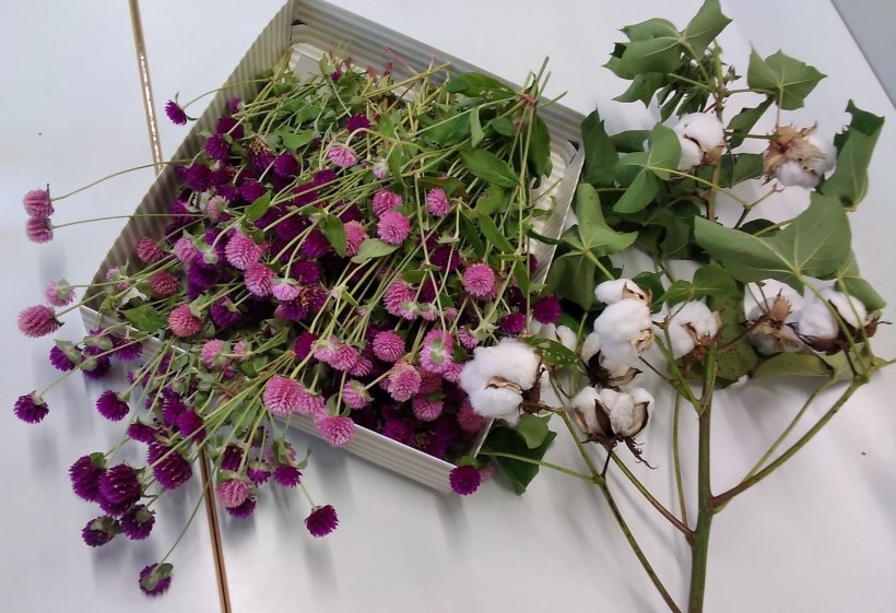 箱にはいた千日紅と枝に沢山ついた綿の花