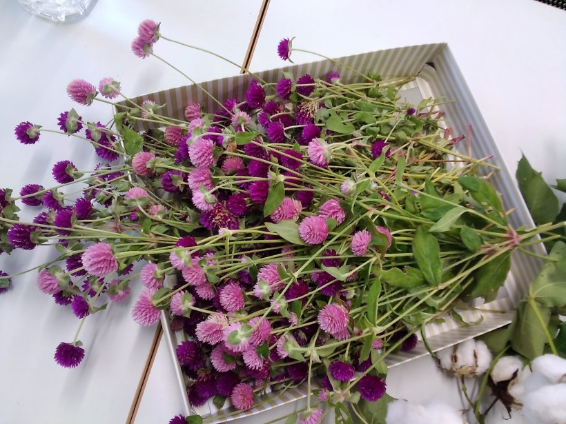 箱に入った千日紅