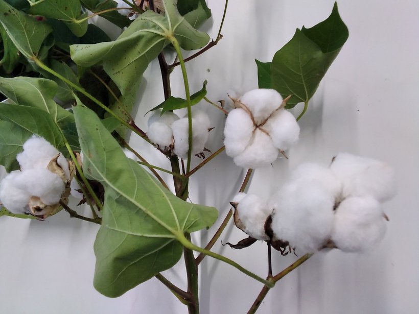 枝についた綿の花