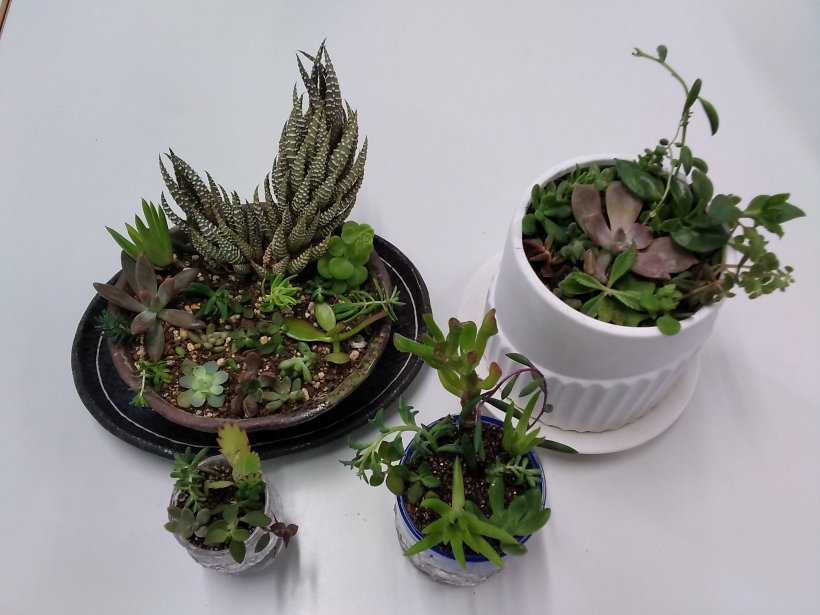 4つの鉢に植わった多肉植物