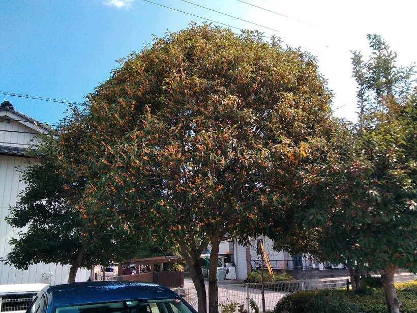 大きな金木犀の木