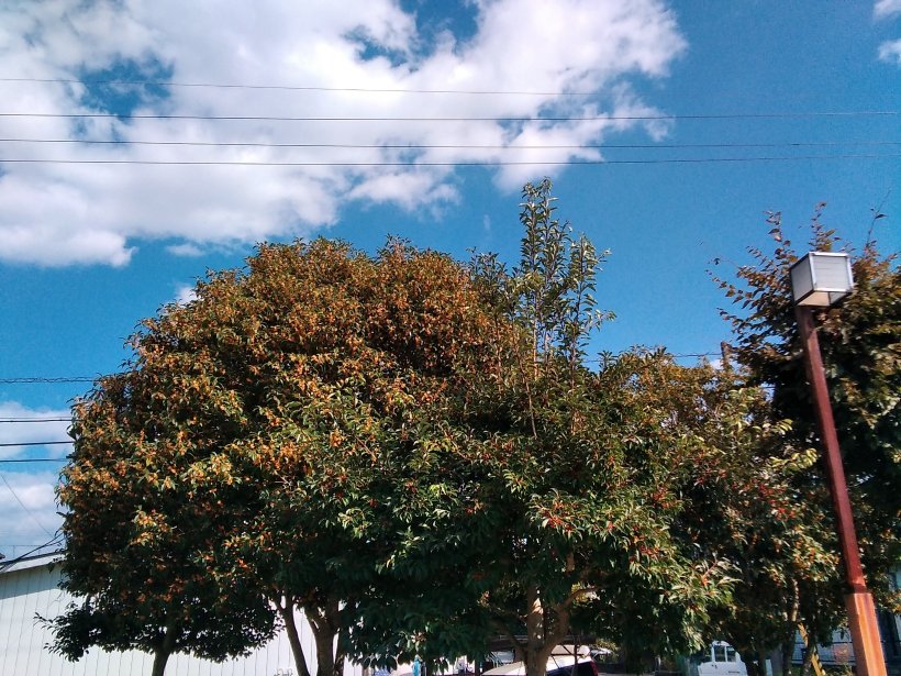 空と一緒に見える金木星の木
