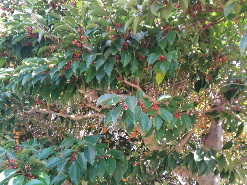 赤い実のなっている木