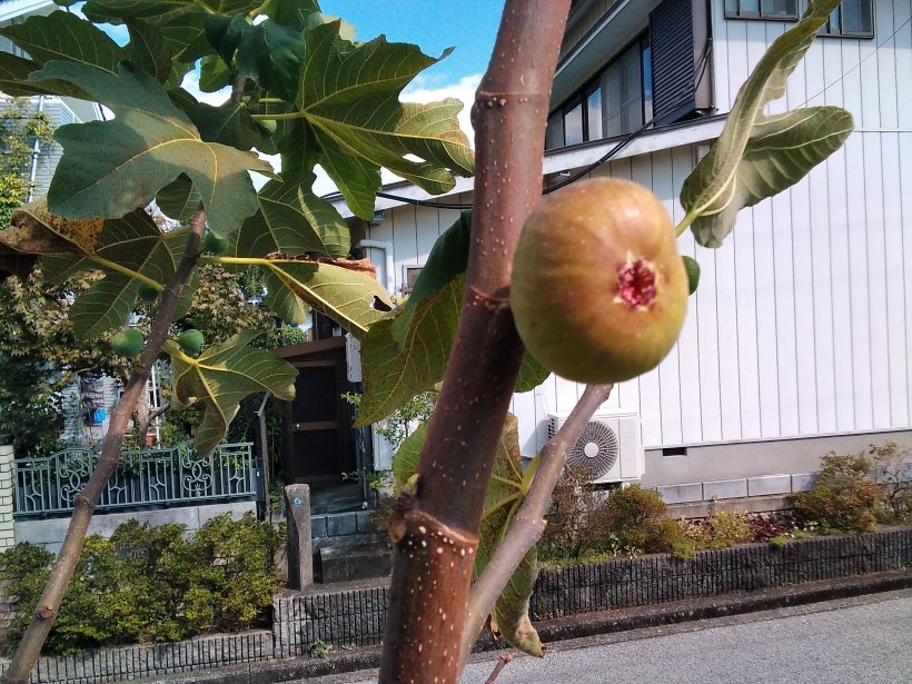 木についたイチジクの実