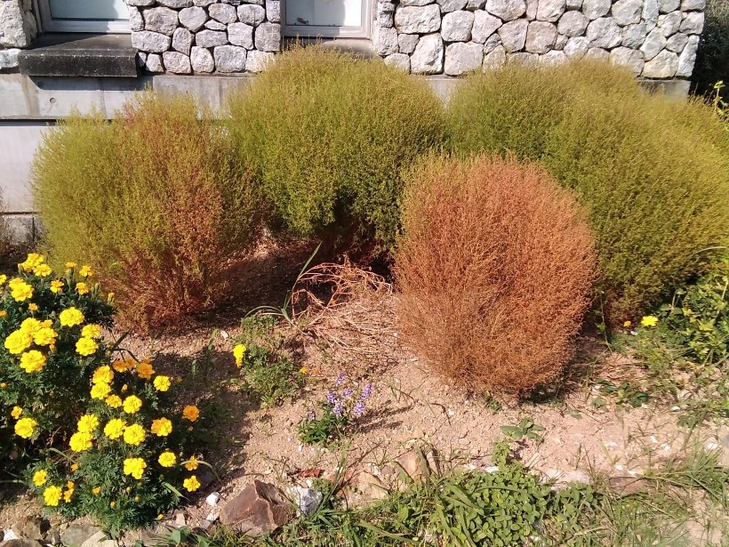 花壇の茶色と黄緑のコキア