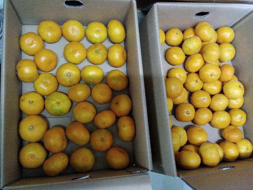 箱に入ったみかん