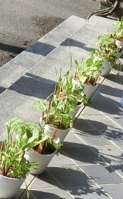 並んだ鉢に入ったハーブ