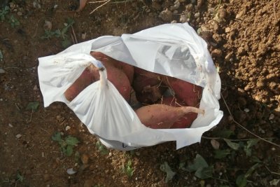 お芋がたくさん取れた袋