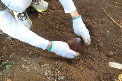 お芋を掘っている