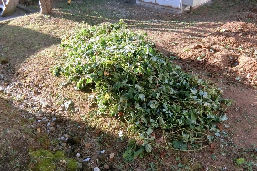 山になった芋のツル