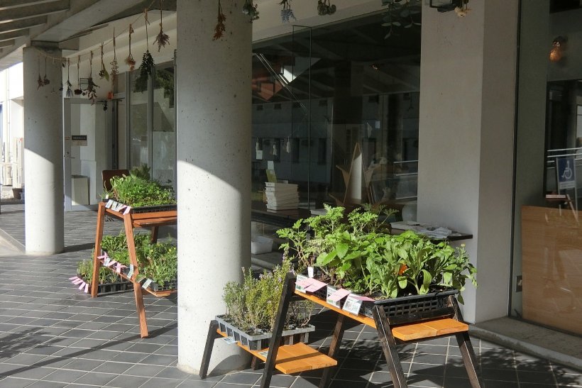 沢山のハーブの苗