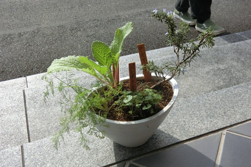 鉢に入ったハーブ