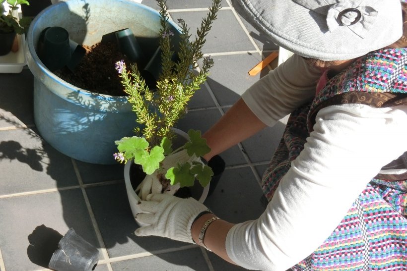鉢にハーブの植えている