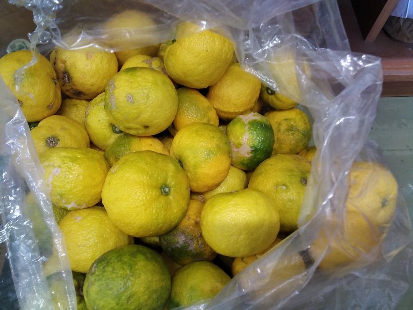 袋に入った柚