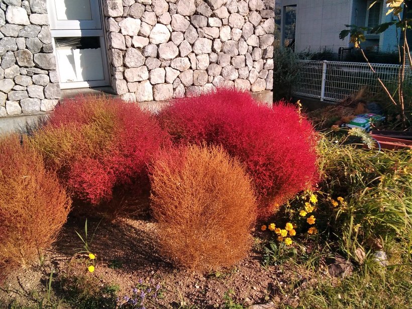 赤く染まったコキア