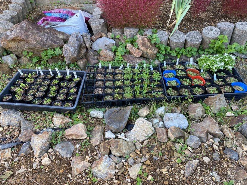 鉢に入った少し大きくなった花達