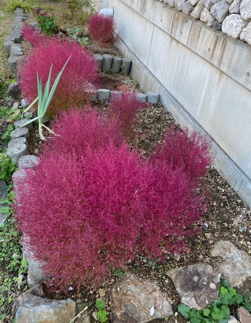 畑の中の赤くなったコキア