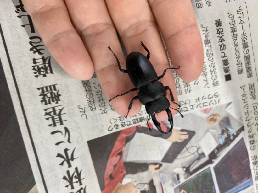 手乗りコクワガタ