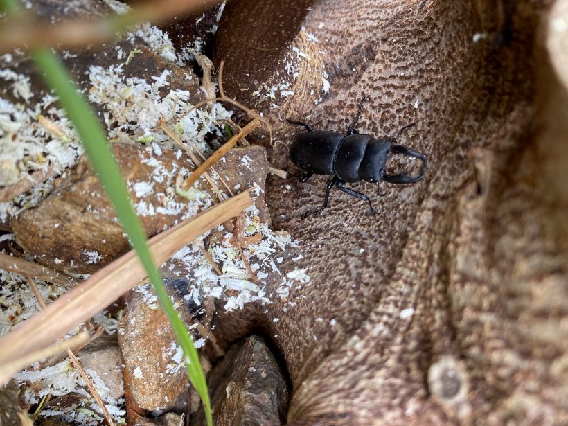 気に止まっているコクワガタ