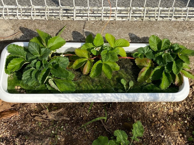 プランターに植わっている3つの苺の苗