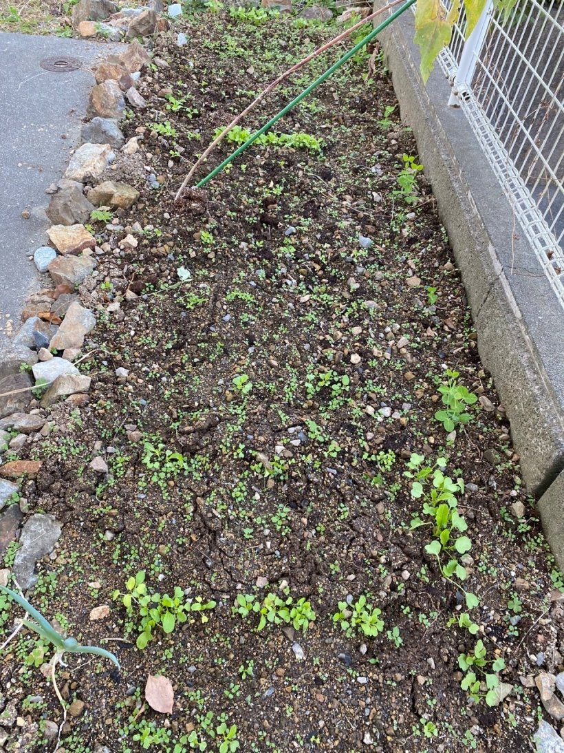 畑から出てきた野菜の双葉たち