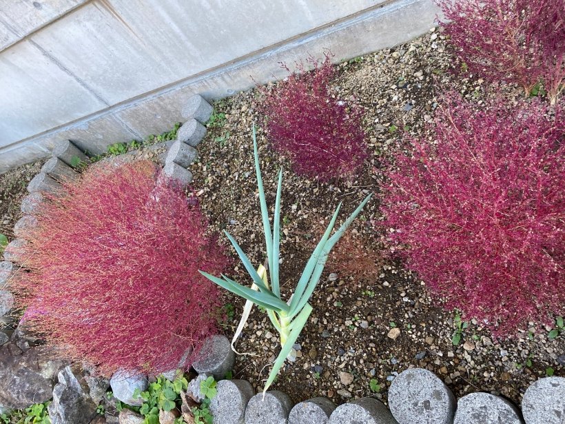 コキアと長ネギ