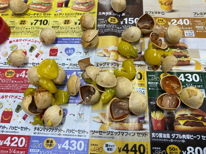 割れた殻から出た銀杏の実