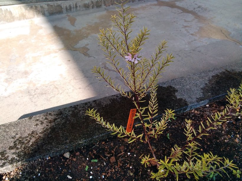 花が咲いたウエストリンギア