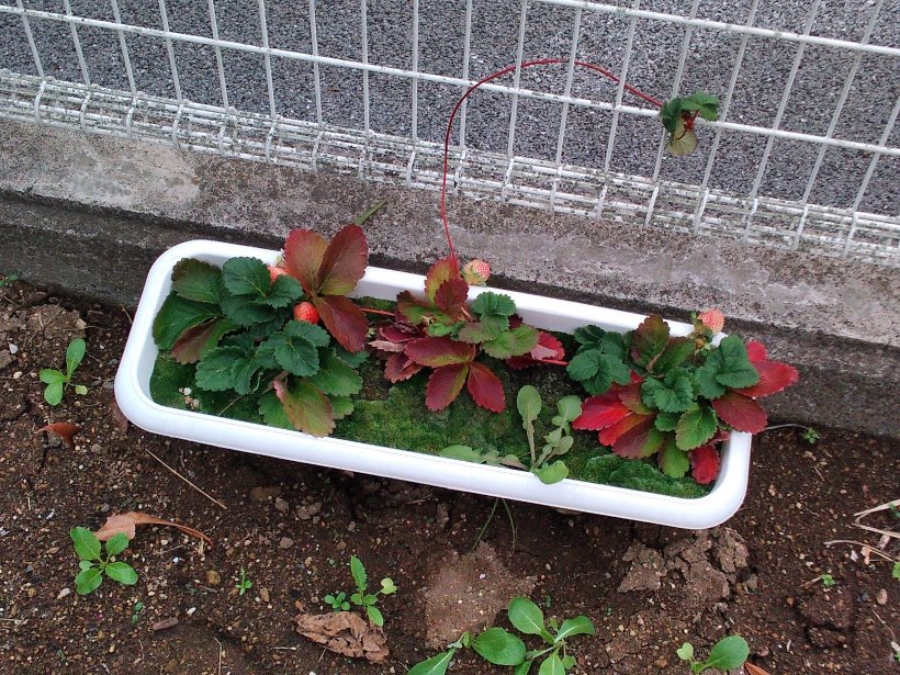 プランターで実ったイチゴ