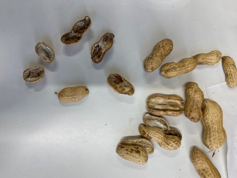 落花生の殻