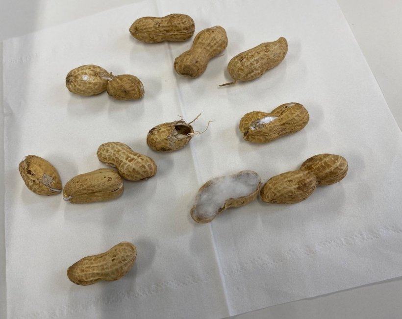 散らばった落花生の殻　殻に綿