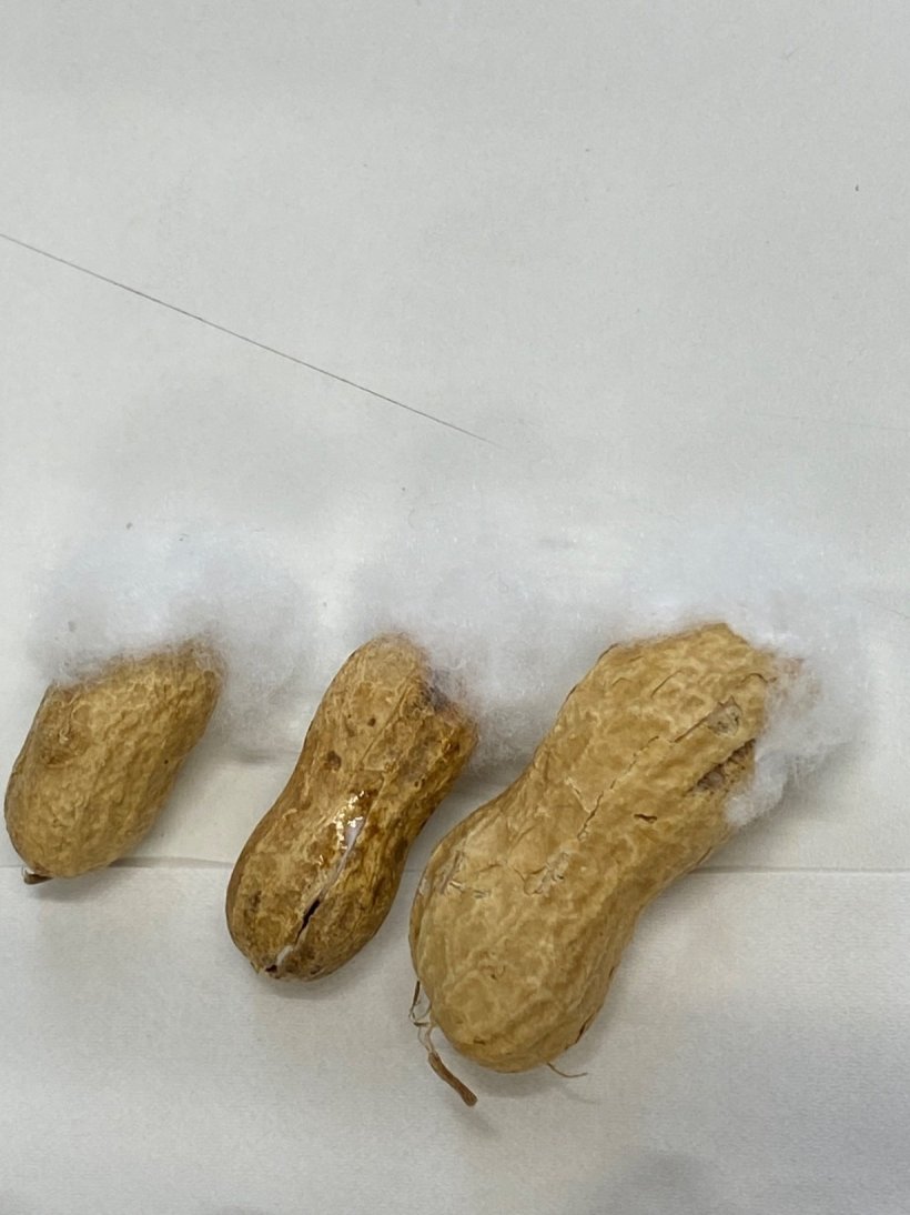 落花生の殻に綿がついている