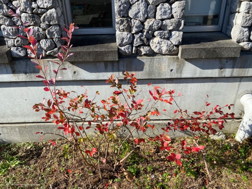 葉っぱが赤くなったブルーベリーの木