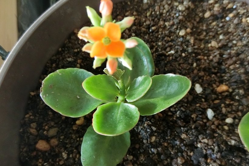 オレンジの花が咲いている