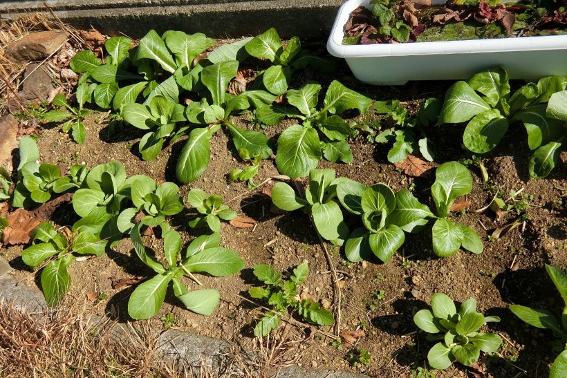 畑のチンゲン菜